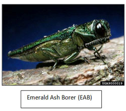 Emerald sh Borer