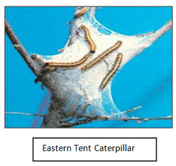 Eastern Caterpillar