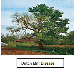 Tree with Dutch Elm Disease
