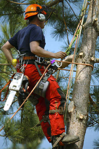 Tree Removal