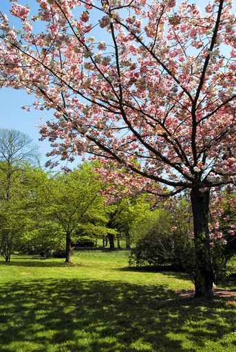 Flowering Crab Tree