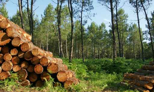 Firewood Delivered and Stacked