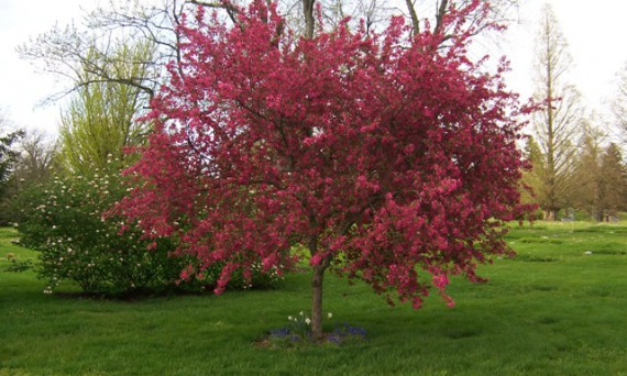 Prairie Fire Crabapple Tree