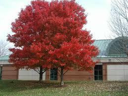 Red Maple Tree