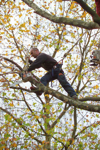 tree trimming in Chicago Area