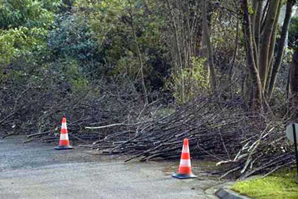 storm damage cleanup in chicago western suburbs