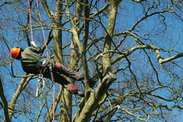 tree removal in western chicago suburbs