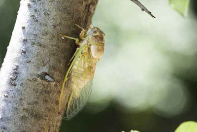Tree Insect and Disease Control in Chicago