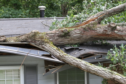 storm_tree_damage